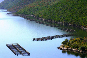 mussels-saranda